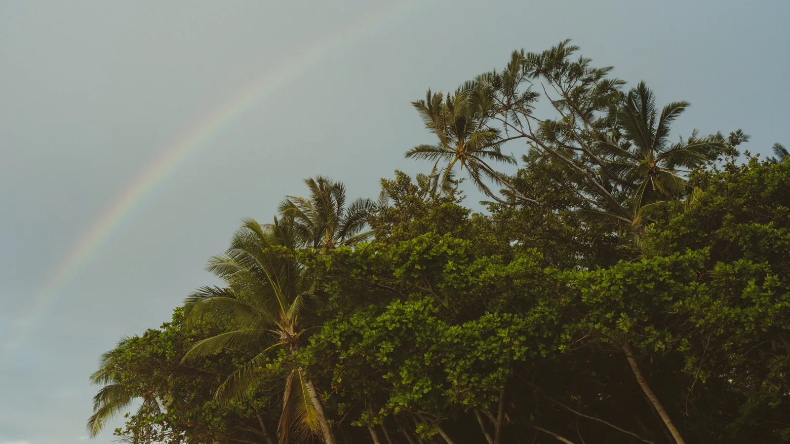 Rainbow over palm trees in Kauai, Hawaii